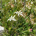 Edelweiss